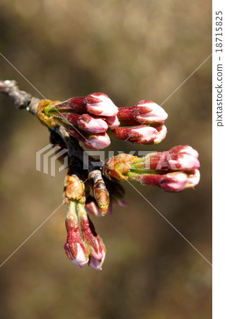 Cherry bud Cherry bud 18715825