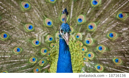 Portrait of beautiful peacock with feathers out 18716136