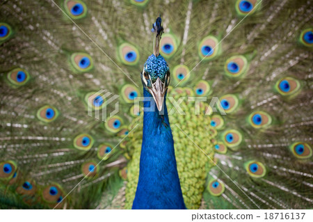 Portrait of beautiful peacock with feathers out 18716137