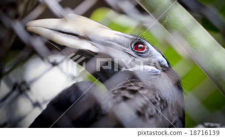 Bushy-Crested Hornbill, closeup in the zoo Bushy-Crested Hornbill, closeup in the zoo 18716139