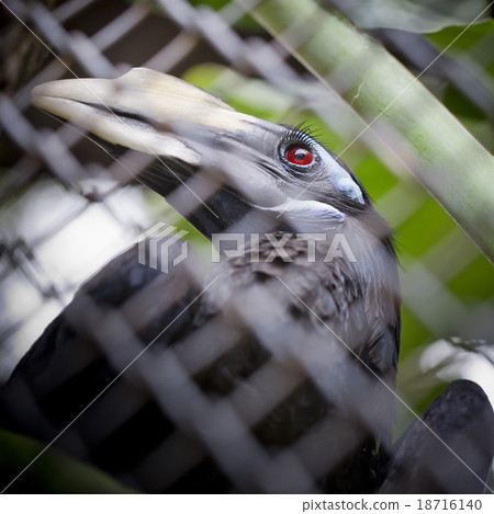 Bushy-Crested Hornbill, closeup in the zoo 18716140