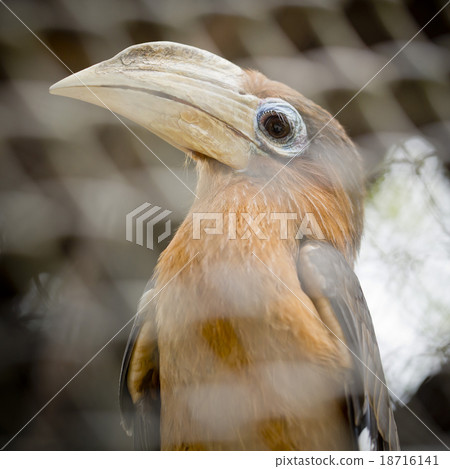 Brown hornbill, Rusty-cheeked hornbill Brown hornbill, Rusty-cheeked hornbill 18716141