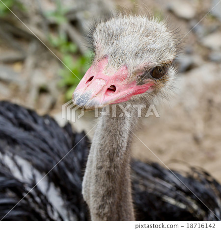Ostrich head closeup - top view 18716142