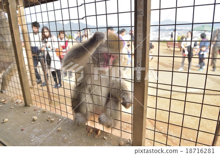 Japanese macaques Japanese macaques 18716281