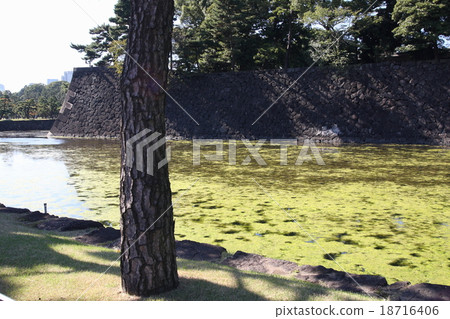 護城河的藻類2 護城河的藻類2 18716406
