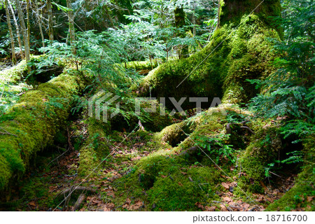 Nagano Yachiho Takahara moss and virgin forest 18716700