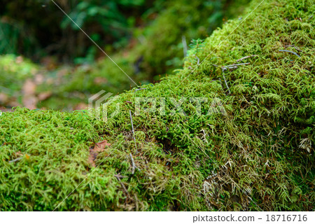 Nagano Yachiho Takahara moss and virgin forest 18716716