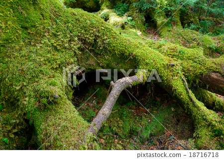 Nagano Yachiho Takahara moss and virgin forest 18716718