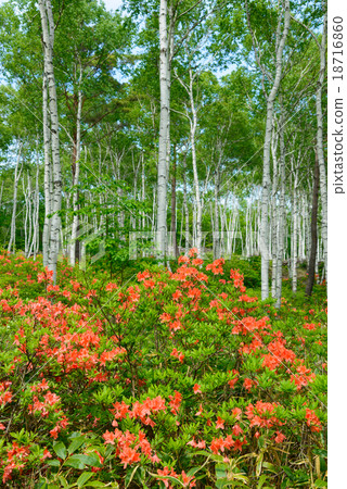 Nagano Yachiho Highland Highland Range Azalea and Shirakaba Forest 18716860