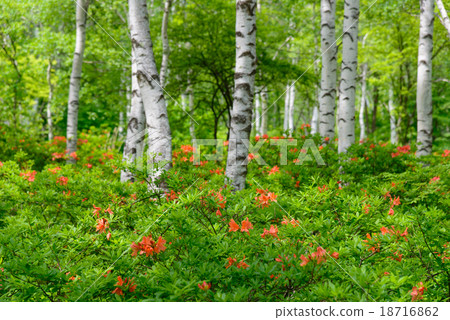 Nagano Yachiho Highland Highland Range Azalea and Shirakaba Forest Nagano Yachiho Highland Highland Range Azalea and Shirakaba Forest 18716862