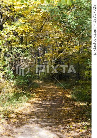 the autumn wood   18717328