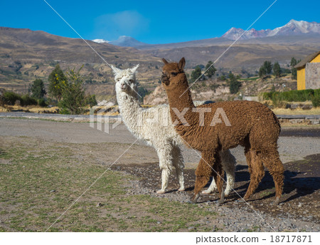 Peruvian alpacas Peruvian alpacas 18717871