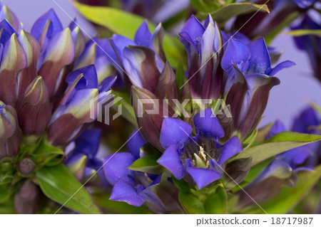 Gentian Gentian 18717987