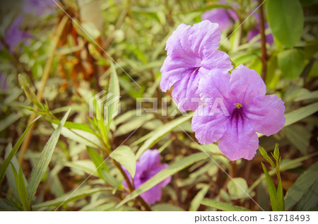 Purple ruellia squarrosa 18718493