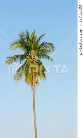 Coconut tree 18718504