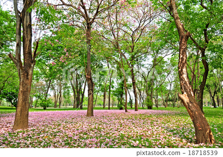 Tabebuia rosea blossom fall to green grass 18718539