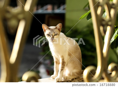 Cat sitting on the wall looking at camera Cat sitting on the wall looking at camera 18718880