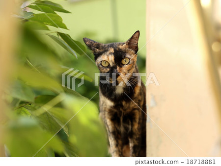 Cat looking at camera sitting next to the tree Cat looking at camera sitting next to the tree 18718881