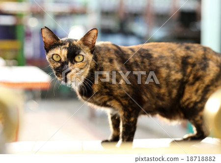 Cat with yellow eyes on the wall Cat with yellow eyes on the wall 18718882