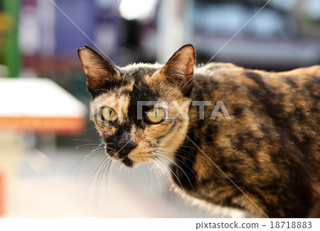 Cat with yellow eyes looking at camera on the wall Cat with yellow eyes looking at camera on the wall 18718883