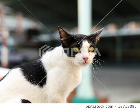 Cat on the wall looking at camera Cat on the wall looking at camera 18718885