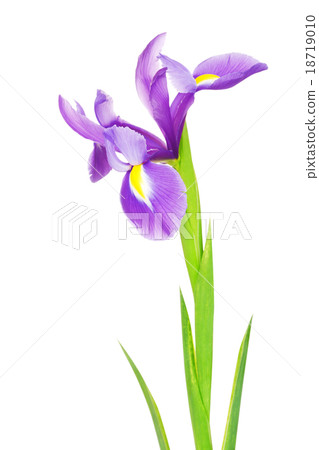 Violet Iris Flower 18719010