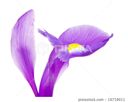 Violet Iris Flower Petals 18719011