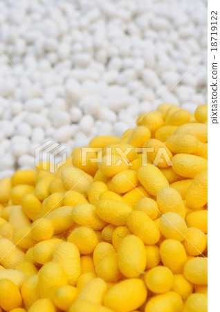 图库照片: many cocoon silkworm, thailand local cottage