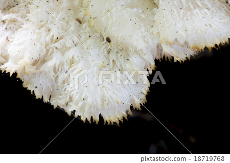 Rare mushroom Creolophus cirrhatus Rare mushroom Creolophus cirrhatus 18719768