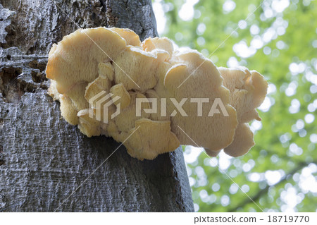 Rare mushroom Creolophus cirrhatus Rare mushroom Creolophus cirrhatus 18719770