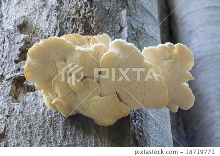 Rare mushroom Creolophus cirrhatus Rare mushroom Creolophus cirrhatus 18719771