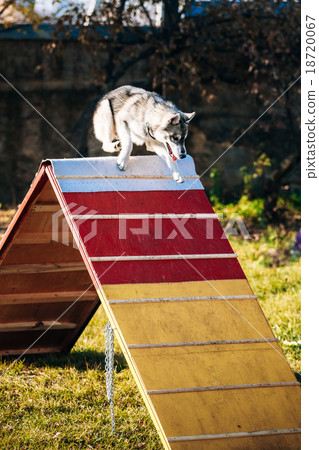 Husky in Dog agility, dog sport Husky in Dog agility, dog sport 18720067