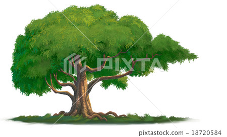 Big tree Big tree 18720584