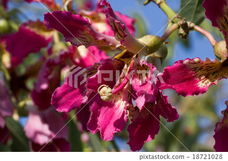 The flower Ceiba speciosa tree. Chorisia speciosa 18721028