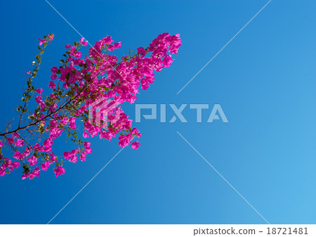 pink bougainvillea against the sky 18721481