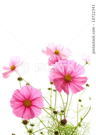 Pink cosmos Pink cosmos 18722341