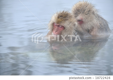 Japanese monkeys in hot springs Japanese monkeys in hot springs 18722428