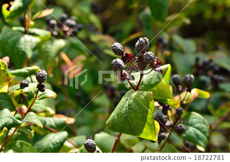 Plants: Yoh Schwerfly Otociraceae 18722781