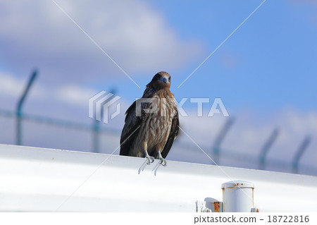 Tobi stuck at the guard rail 18722816