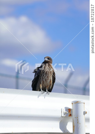 Tobi stuck at the guard rail 18722817