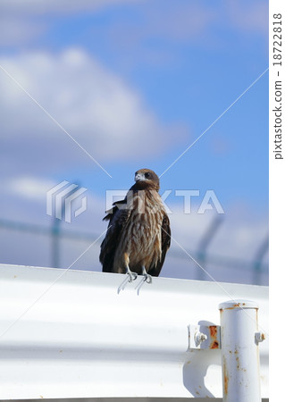 托比卡在護欄上 托比卡在護欄上 18722818