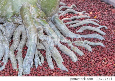 Adenium Root with red stones 18727341