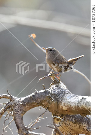 歌曲帖太早了，Misazaai 18727363