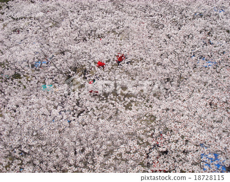 櫻花盛開,春天盛開 櫻花盛開,春天盛開 18728115