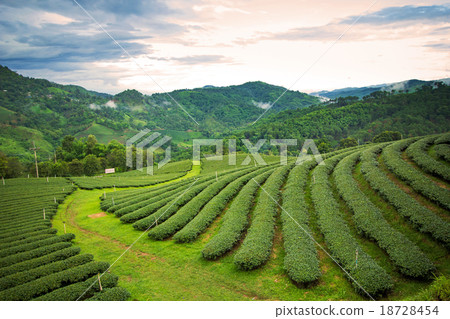 Natural landscape of tea plantation on moutains 18728454