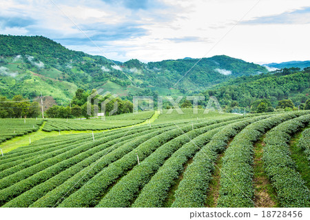 Natural landscape of tea plantation on moutains 18728456
