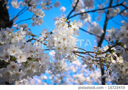 cherry blossom (sakura) cherry blossom (sakura) 18728459
