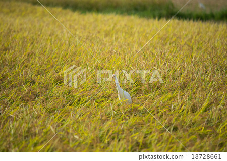 Amazagi停在米耳1 18728661