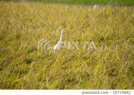 Amazagi stopping at rice ear 2 Amazagi stopping at rice ear 2 18728662