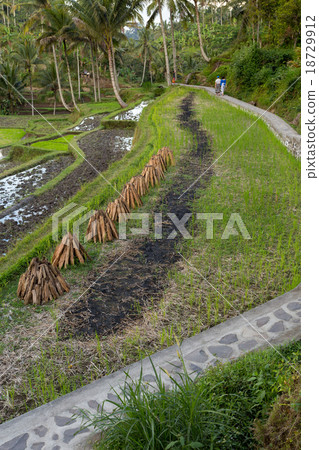 Rice terraced paddy fields Rice terraced paddy fields 18729912